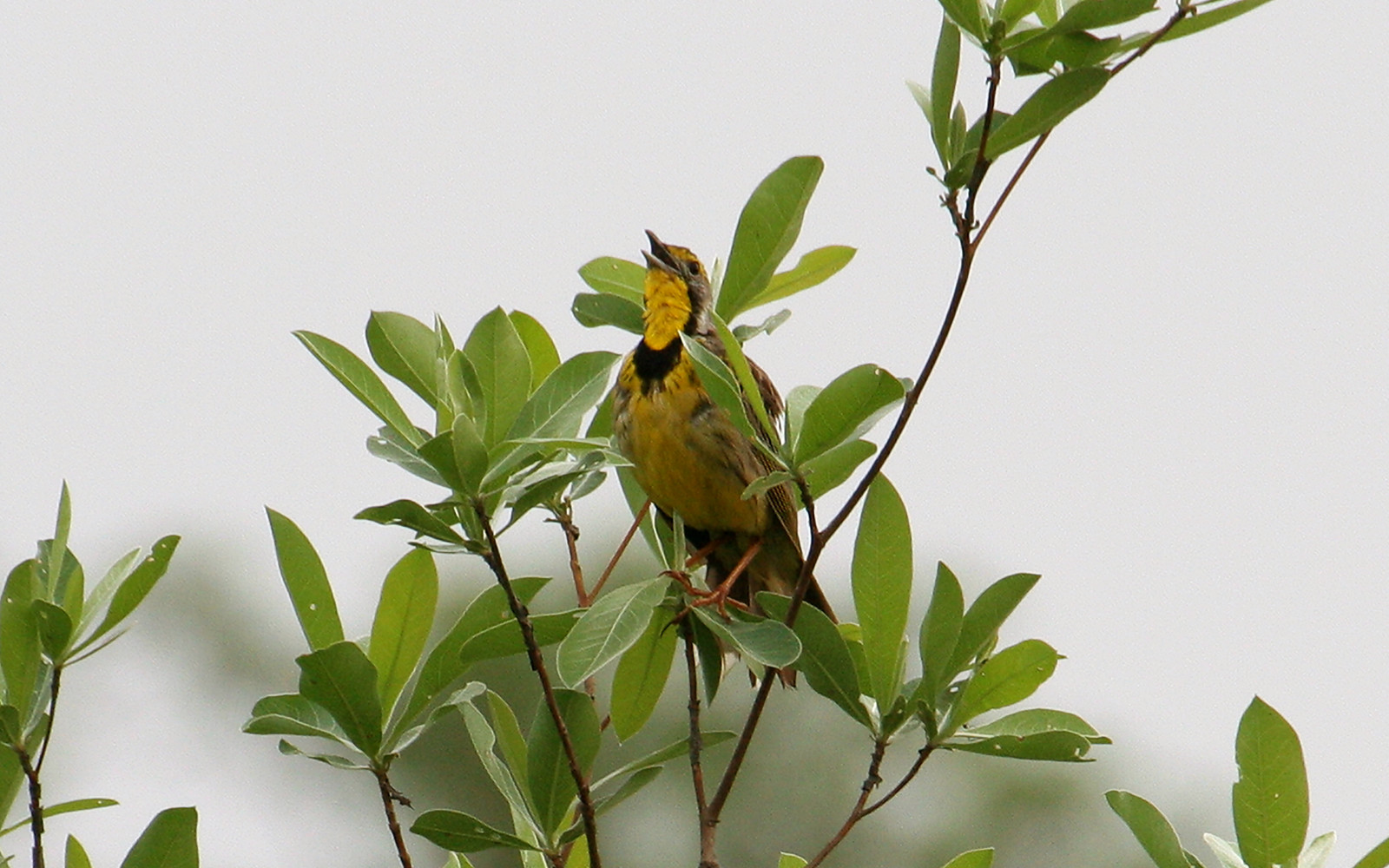 image Yellow-throated Longclaw